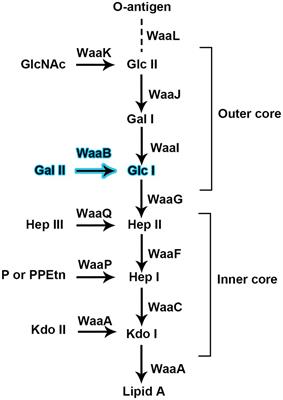 Crystal structure of the lipopolysaccharide outer core galactosyltransferase WaaB involved in pathogenic bacterial invasion of host cells